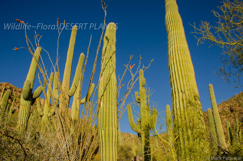 Desert-Plants-13.jpg