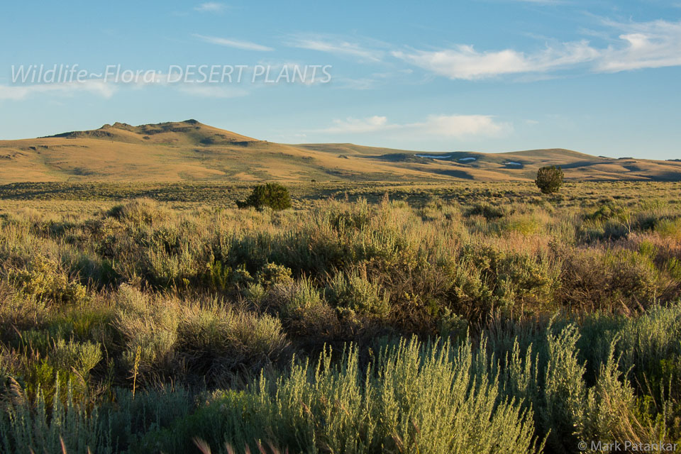 Desert-Plants-134.jpg