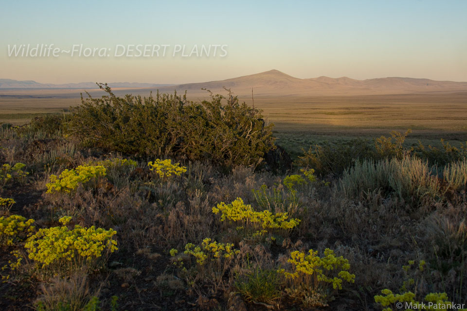 Desert-Plants-135.jpg