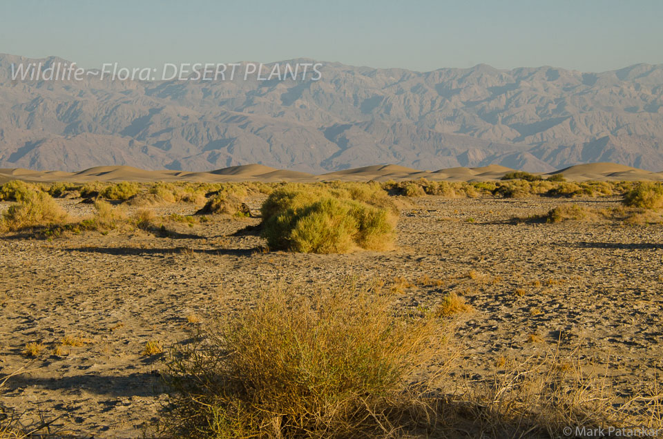 Desert-Plants-136.jpg