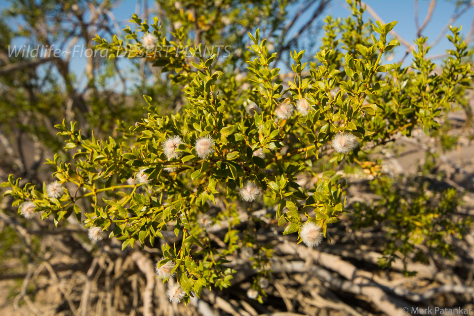 Desert-Plants-137.jpg