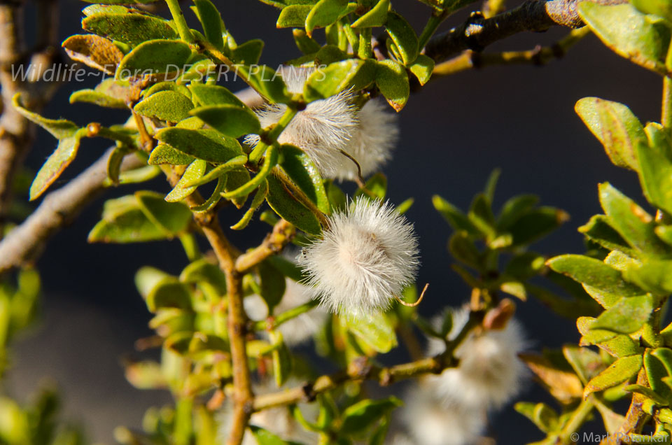 Desert-Plants-138.jpg