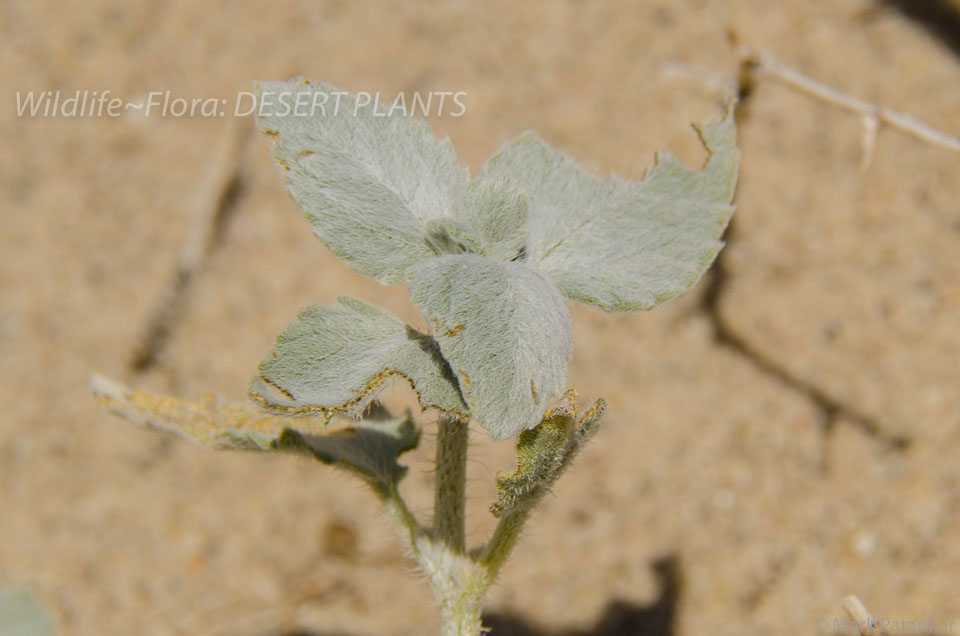 Desert-Plants-139.jpg