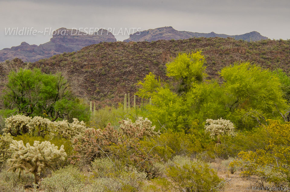 Desert-Plants-14.jpg