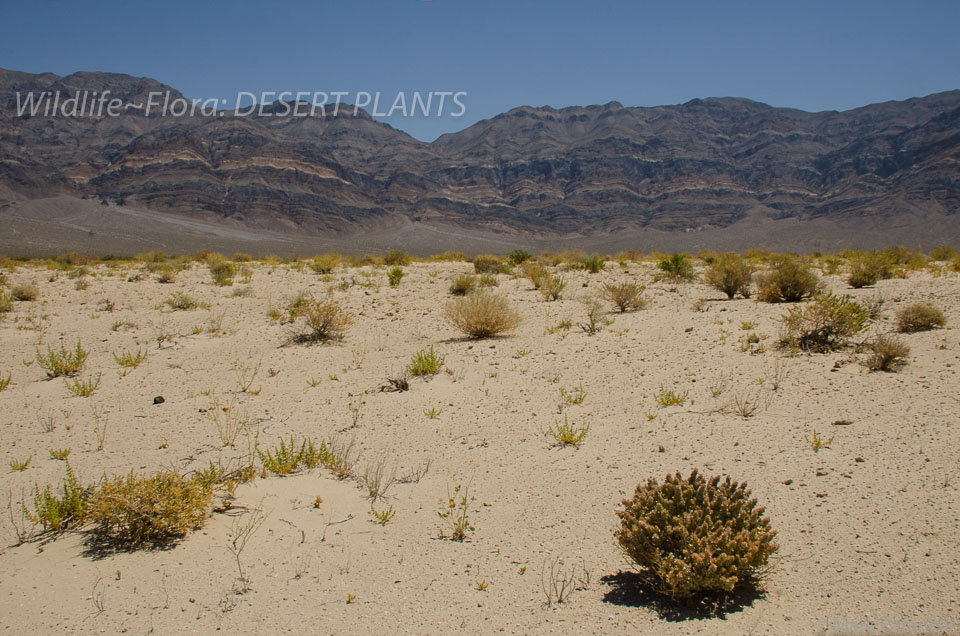 Desert-Plants-140.jpg