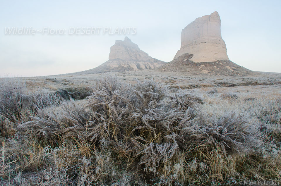 Desert-Plants-141.jpg