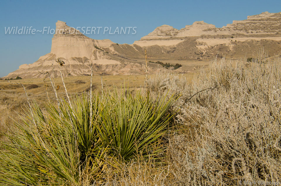 Desert-Plants-143.jpg