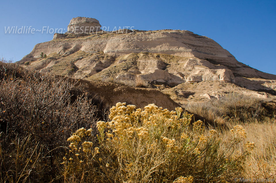 Desert-Plants-144.jpg