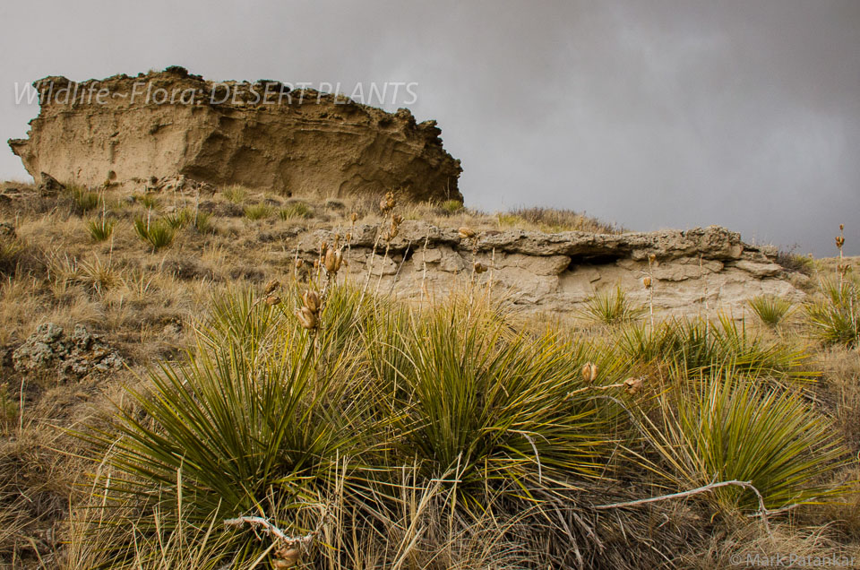 Desert-Plants-145.jpg