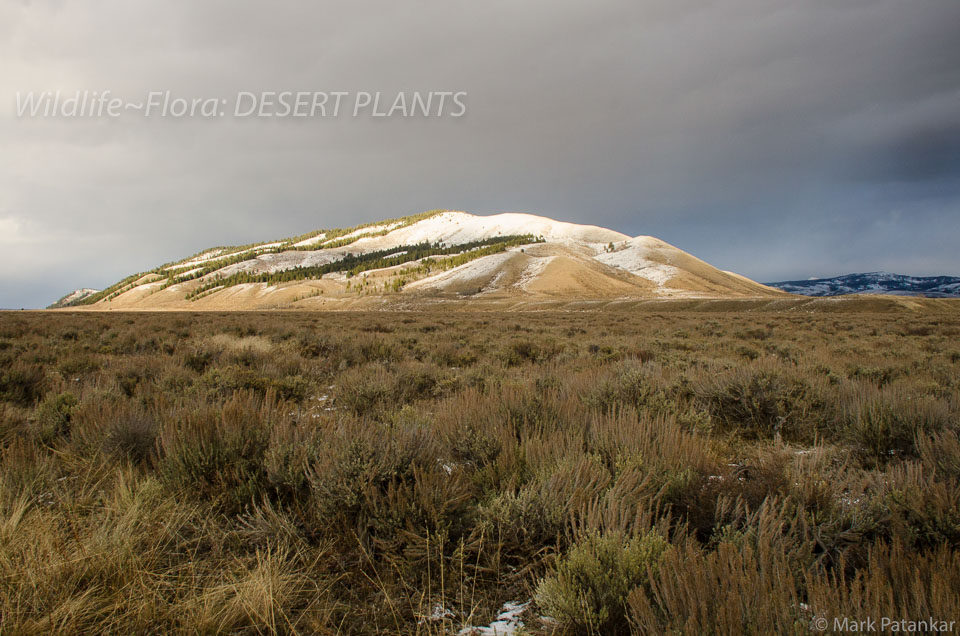 Desert-Plants-147.jpg