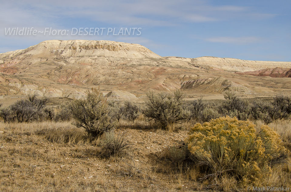 Desert-Plants-149.jpg