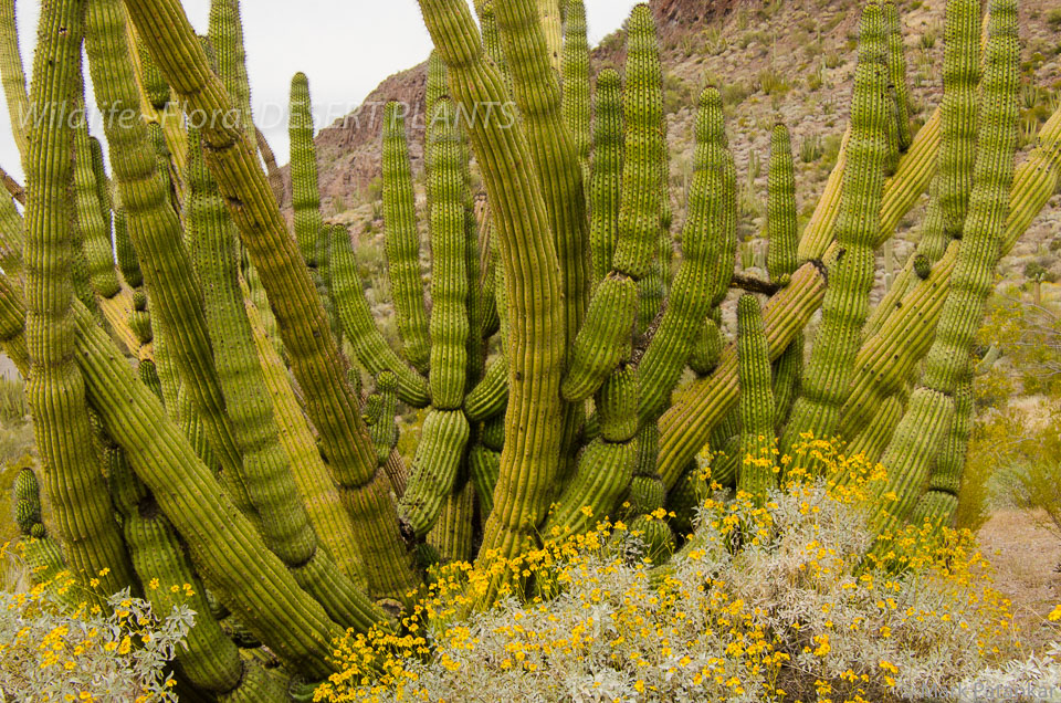 Desert-Plants-15.jpg