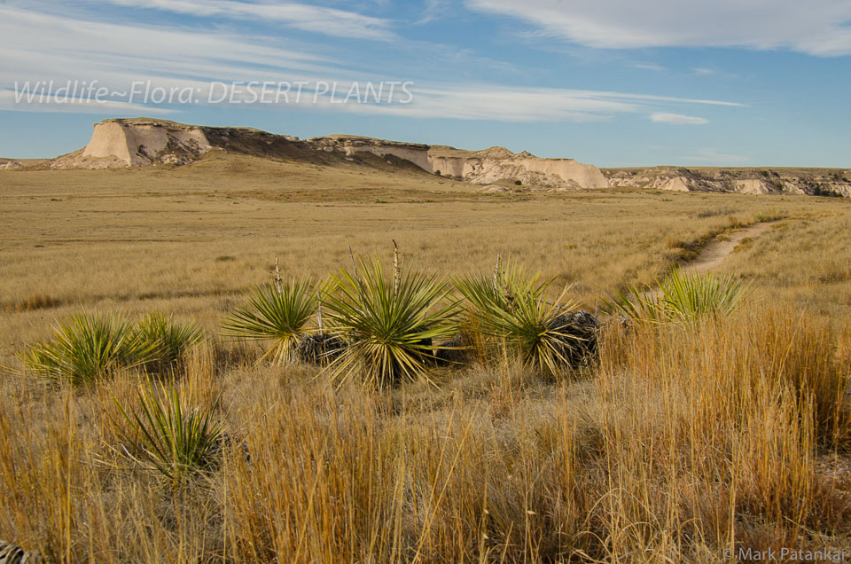 Desert-Plants-150.jpg