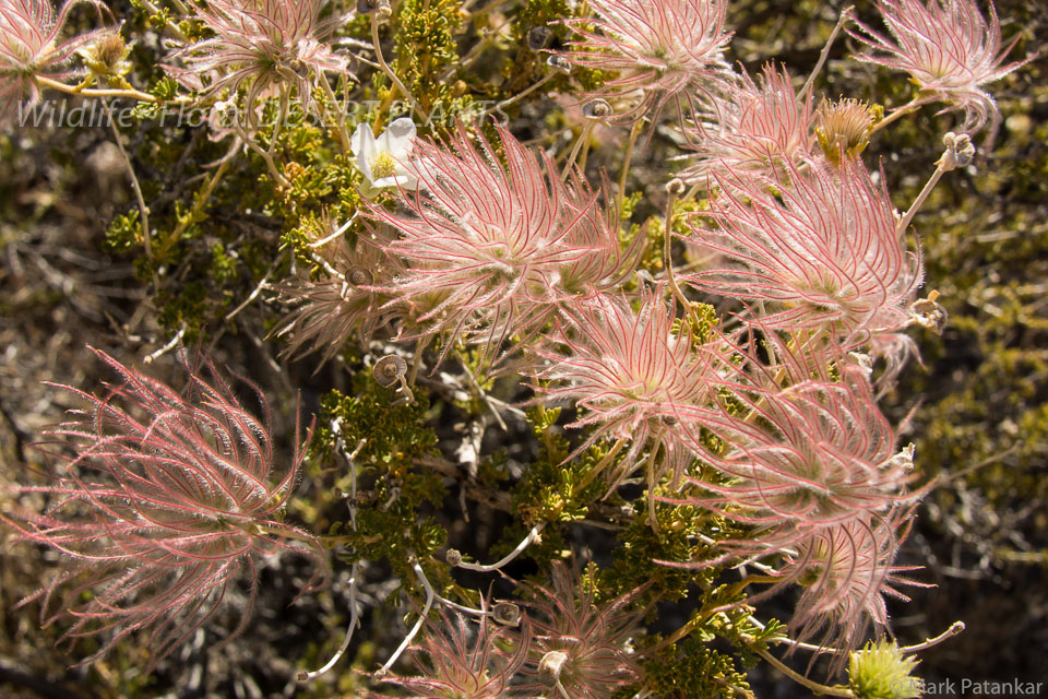 Desert-Plants-153.jpg