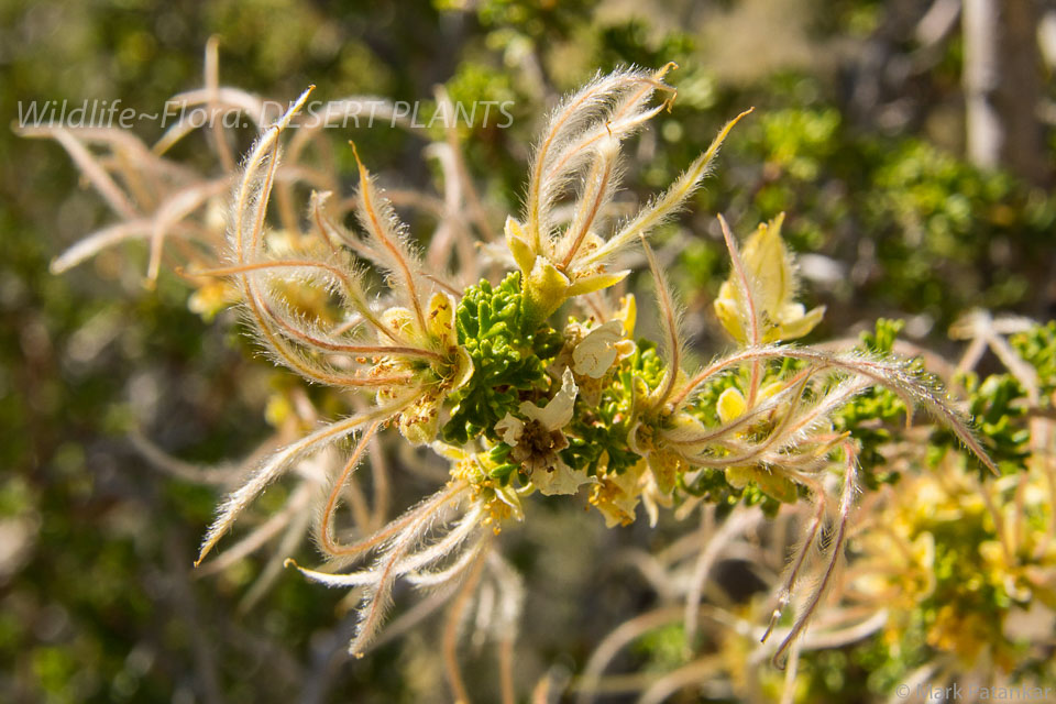 Desert-Plants-154.jpg