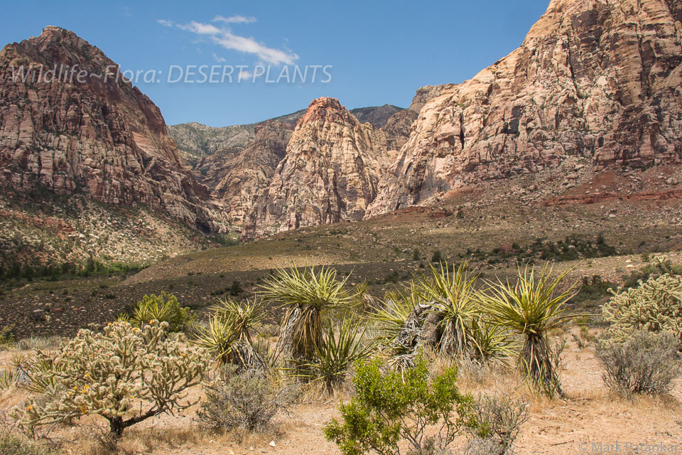 Desert-Plants-155.jpg