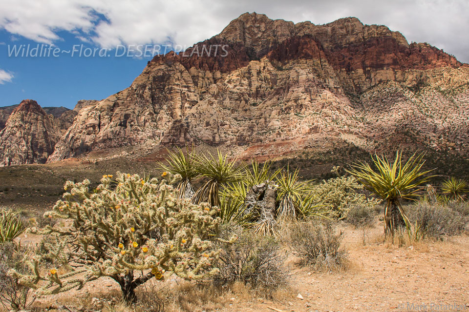 Desert-Plants-156.jpg