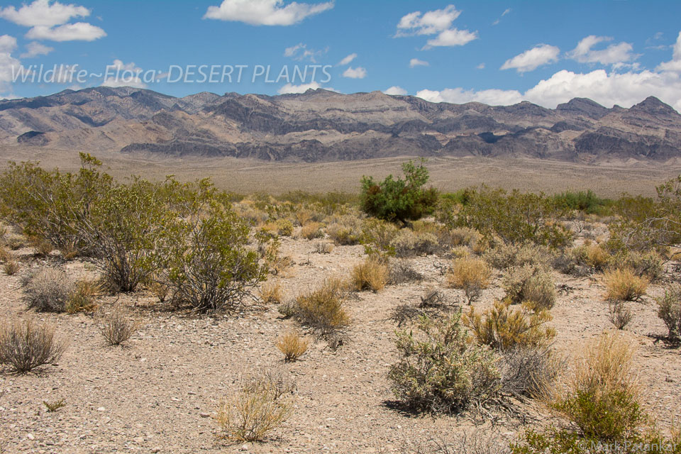 Desert-Plants-157.jpg