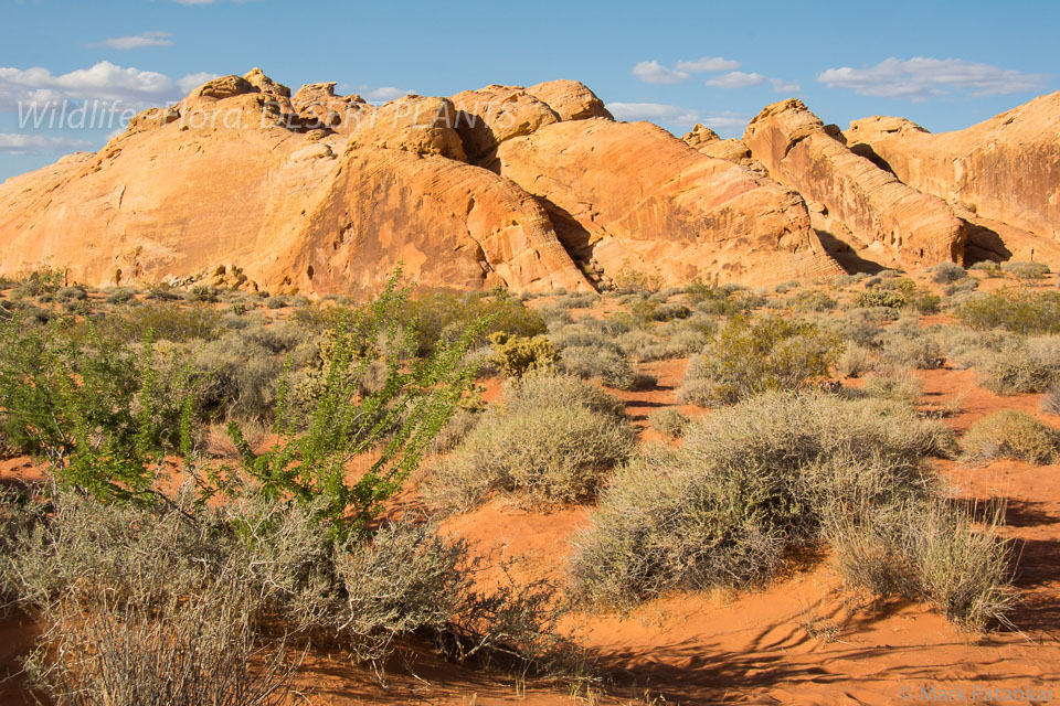 Desert-Plants-158.jpg