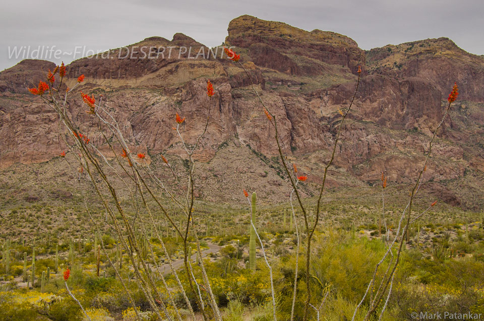 Desert-Plants-16.jpg