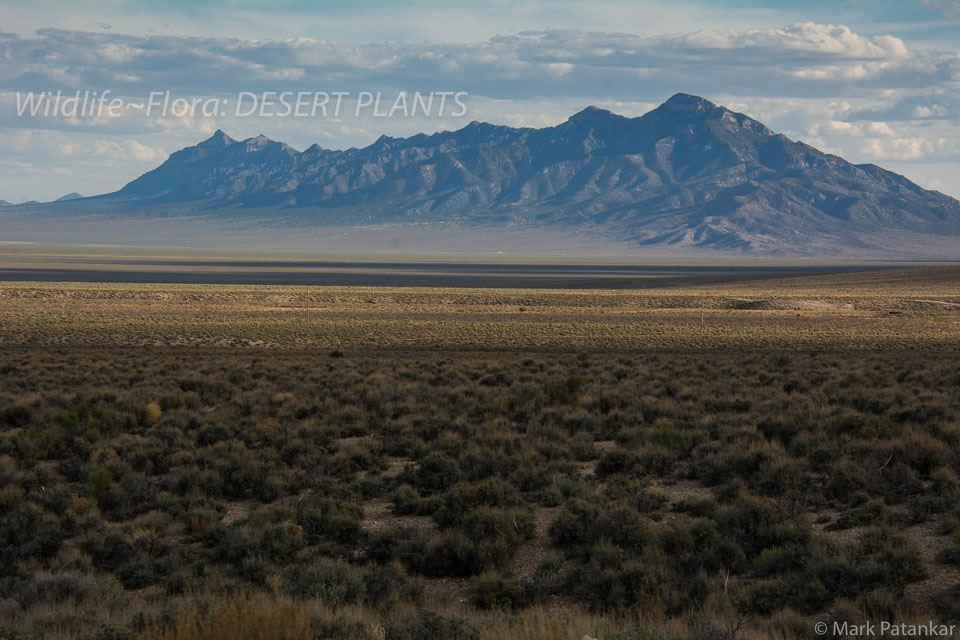 Desert-Plants-160.jpg