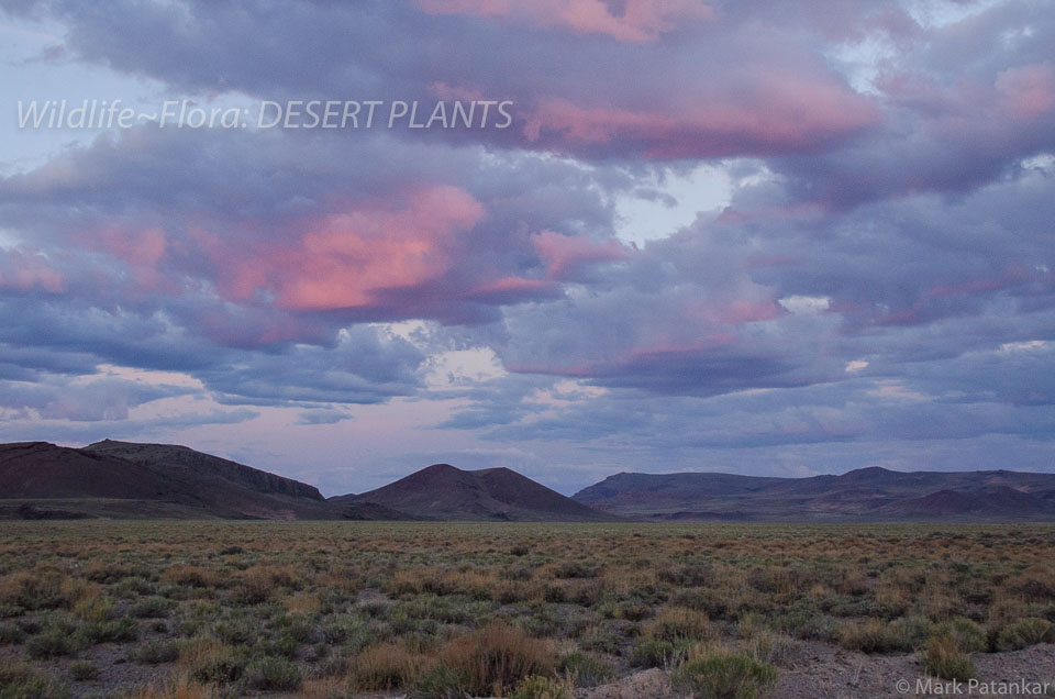 Desert-Plants-161.jpg