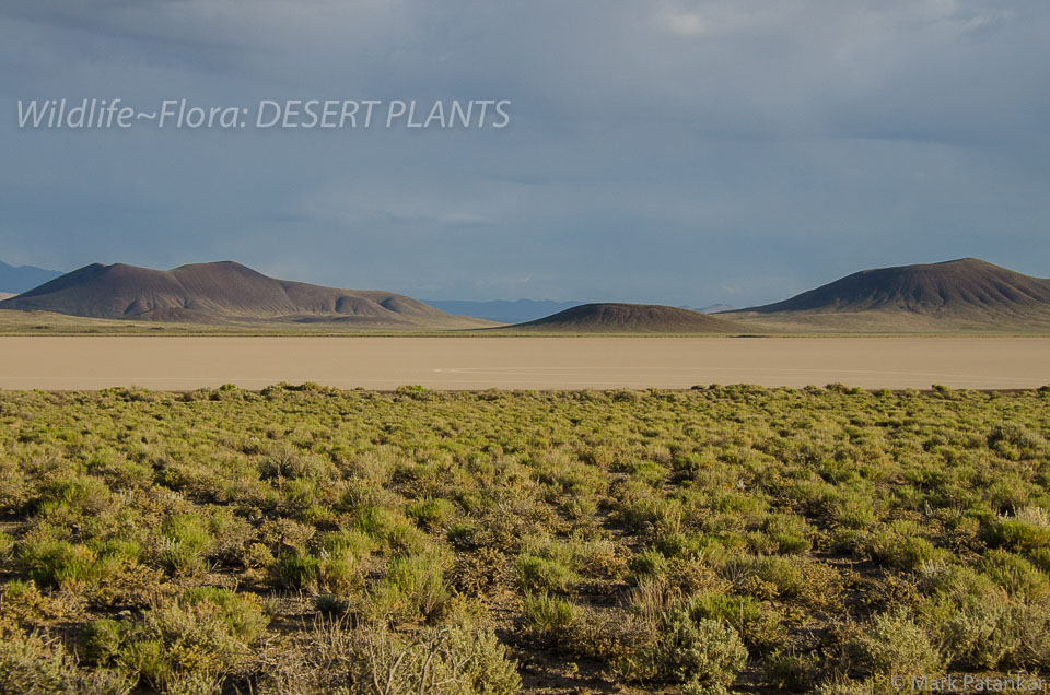 Desert-Plants-162.jpg