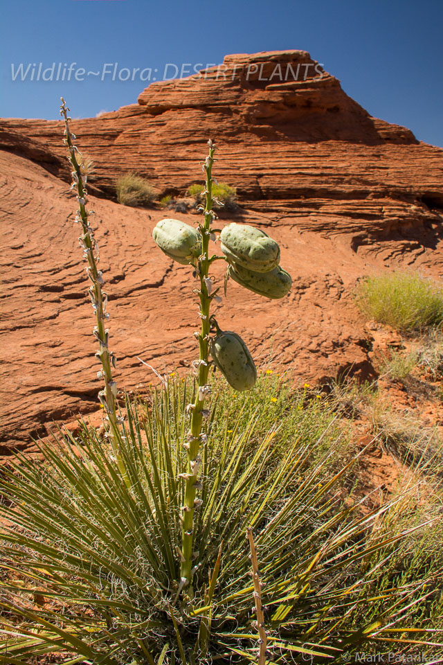 Desert-Plants-163.jpg