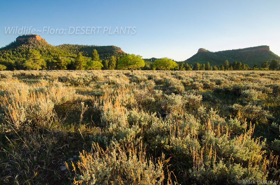 Desert-Plants-164.jpg