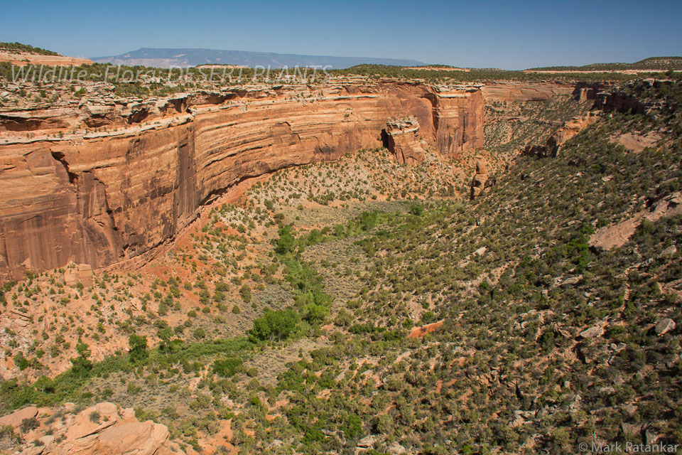 Desert-Plants-166.jpg