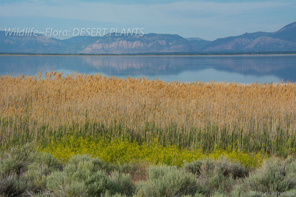 Desert-Plants-169.jpg