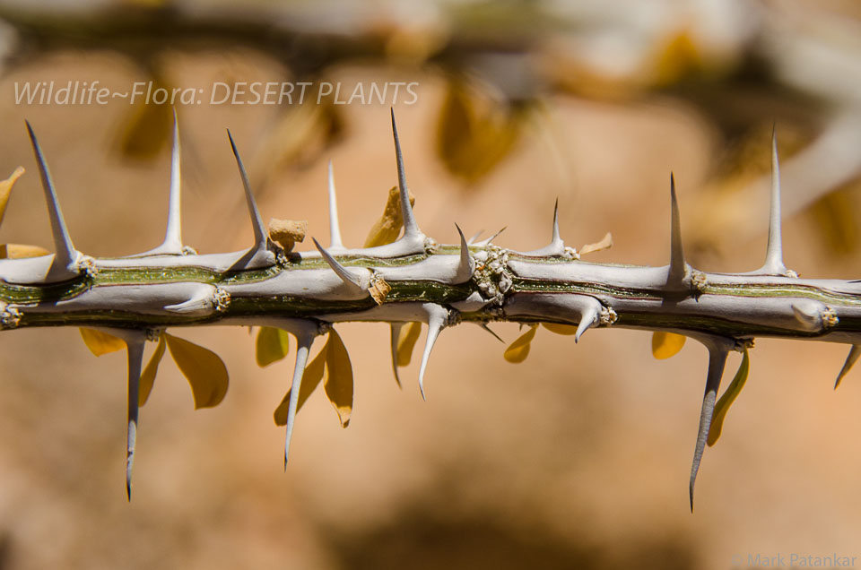 Desert-Plants-17.jpg