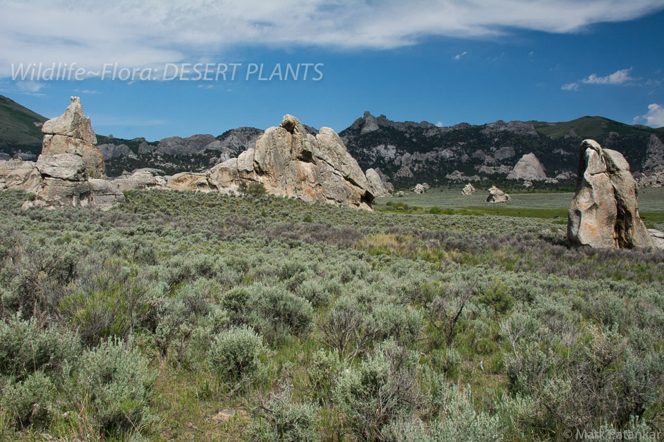 Desert-Plants-171.jpg