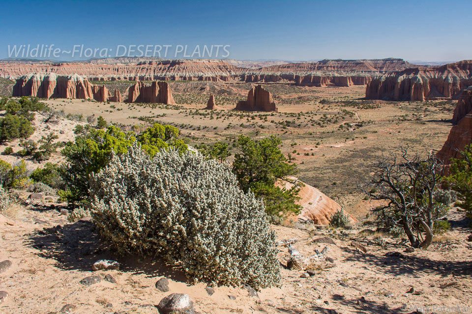 Desert-Plants-173.jpg