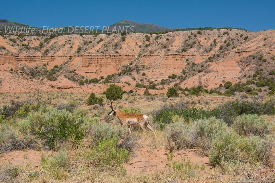 Desert-Plants-174.jpg