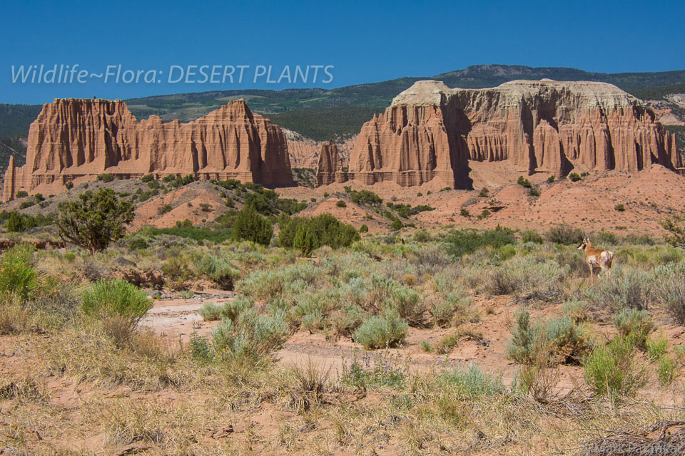 Desert-Plants-175.jpg