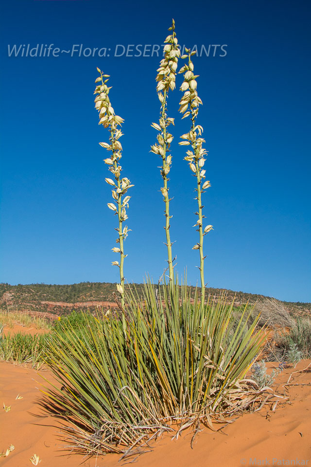 Desert-Plants-177.jpg