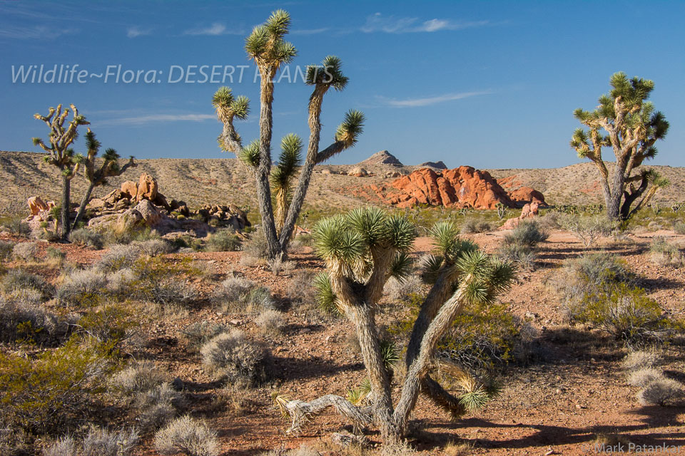 Desert-Plants-178.jpg