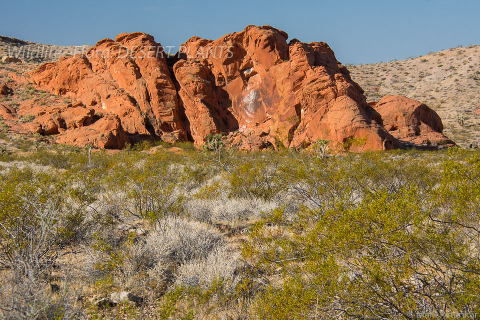 Desert-Plants-179.jpg