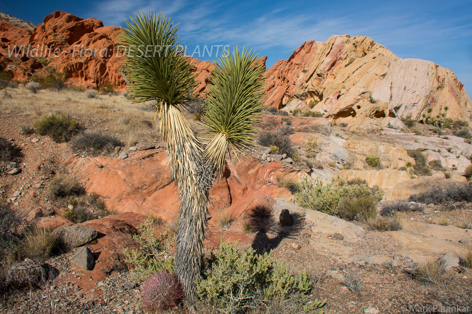 Desert-Plants-180.jpg