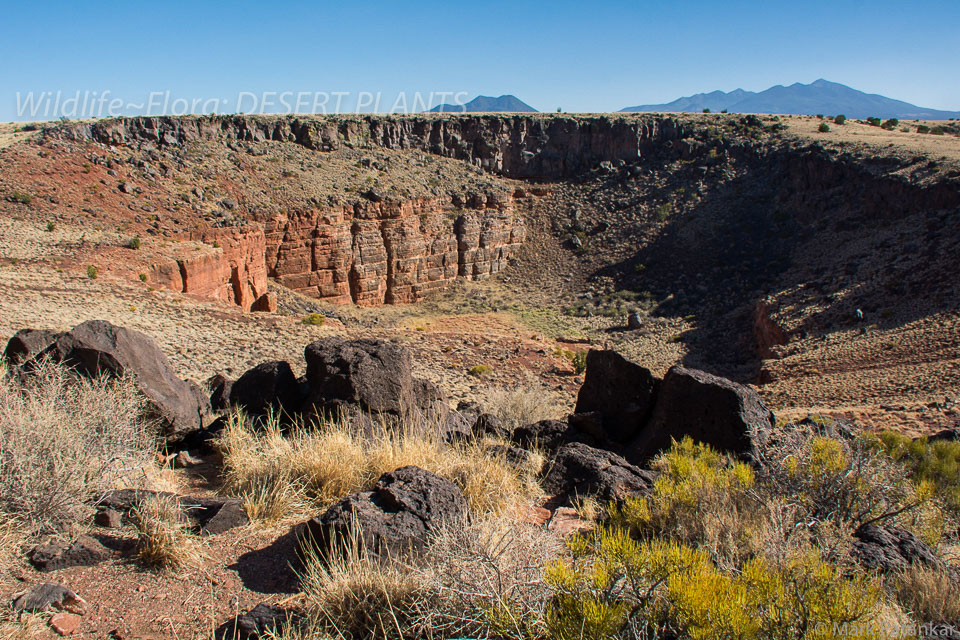 Desert-Plants-181.jpg