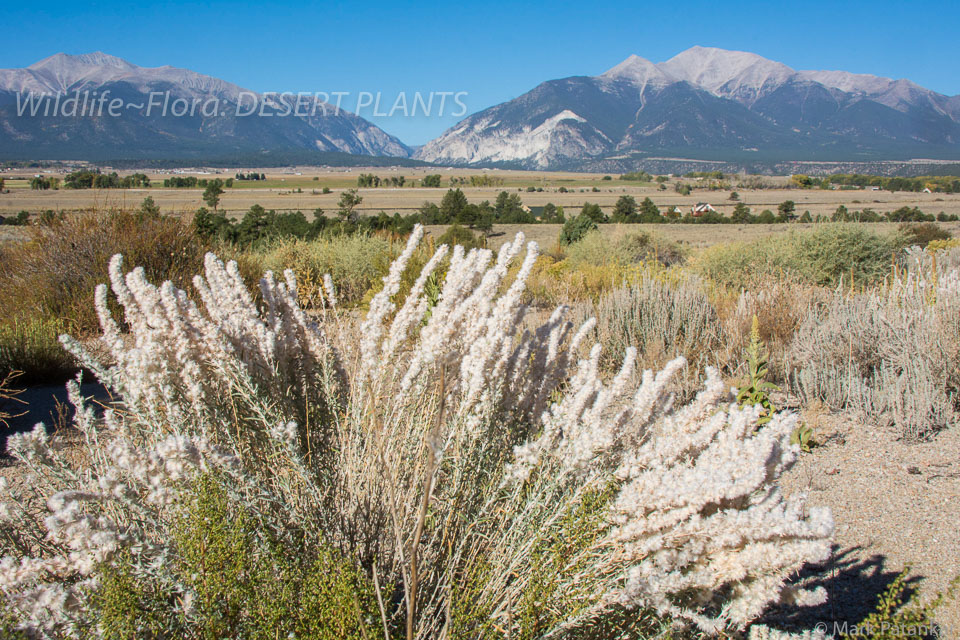 Desert-Plants-182.jpg