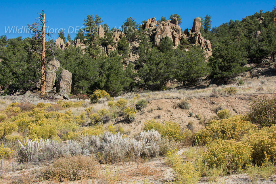 Desert-Plants-183.jpg