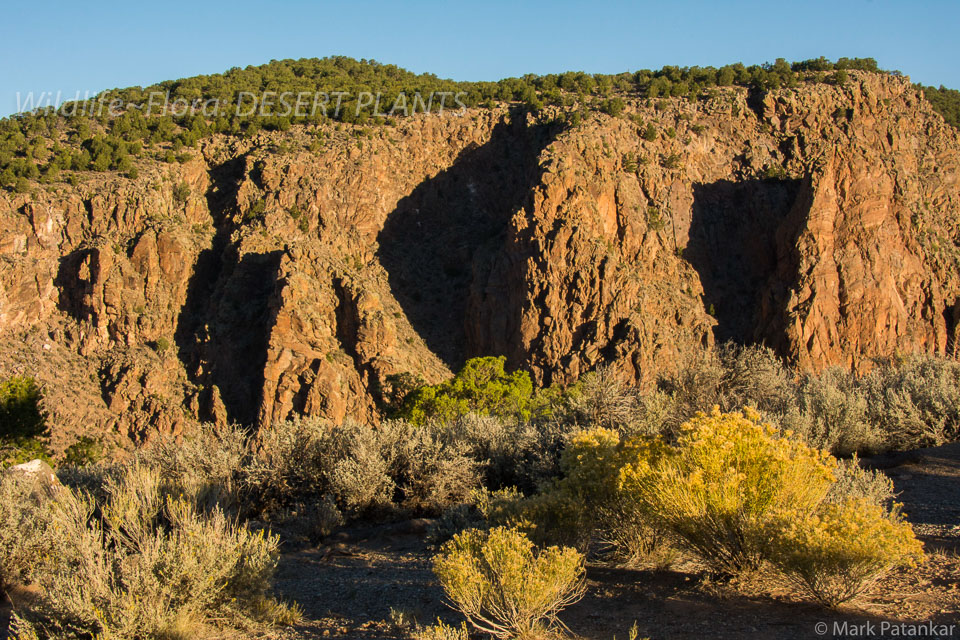 Desert-Plants-184.jpg