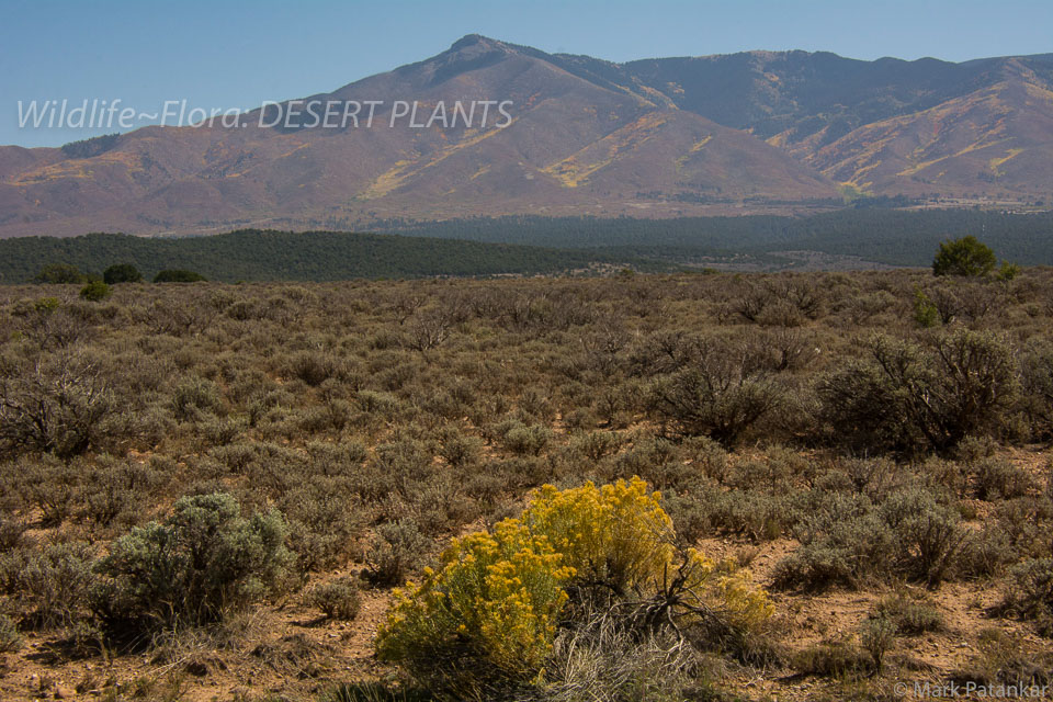 Desert-Plants-185.jpg