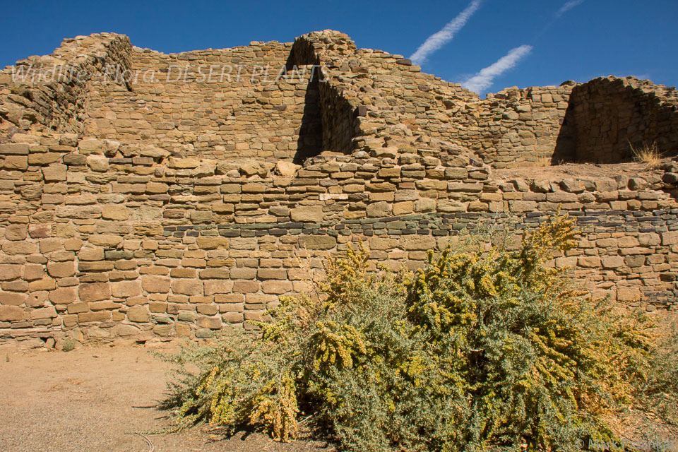 Desert-Plants-186.jpg