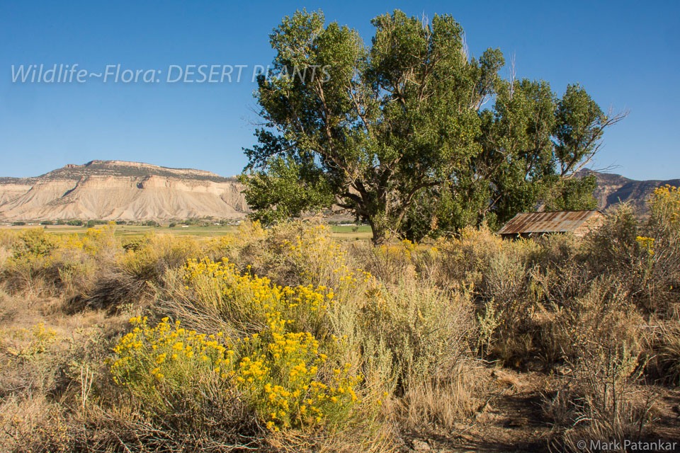 Desert-Plants-187.jpg