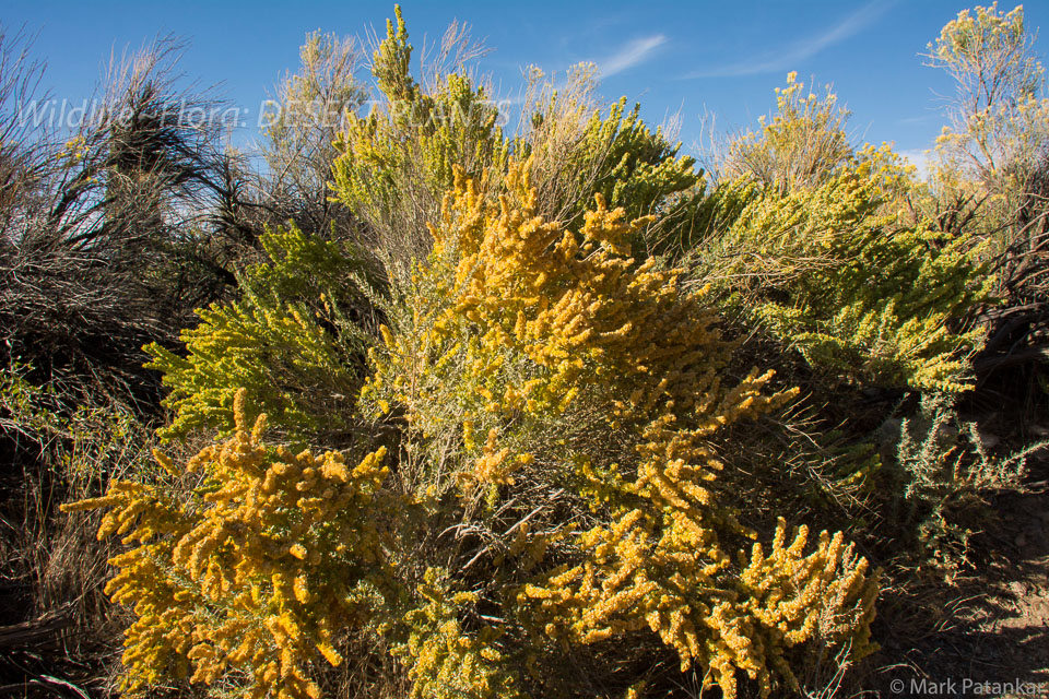 Desert-Plants-189.jpg