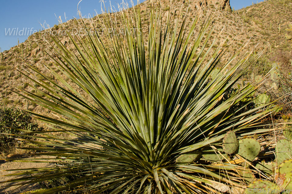 Desert-Plants-19.jpg