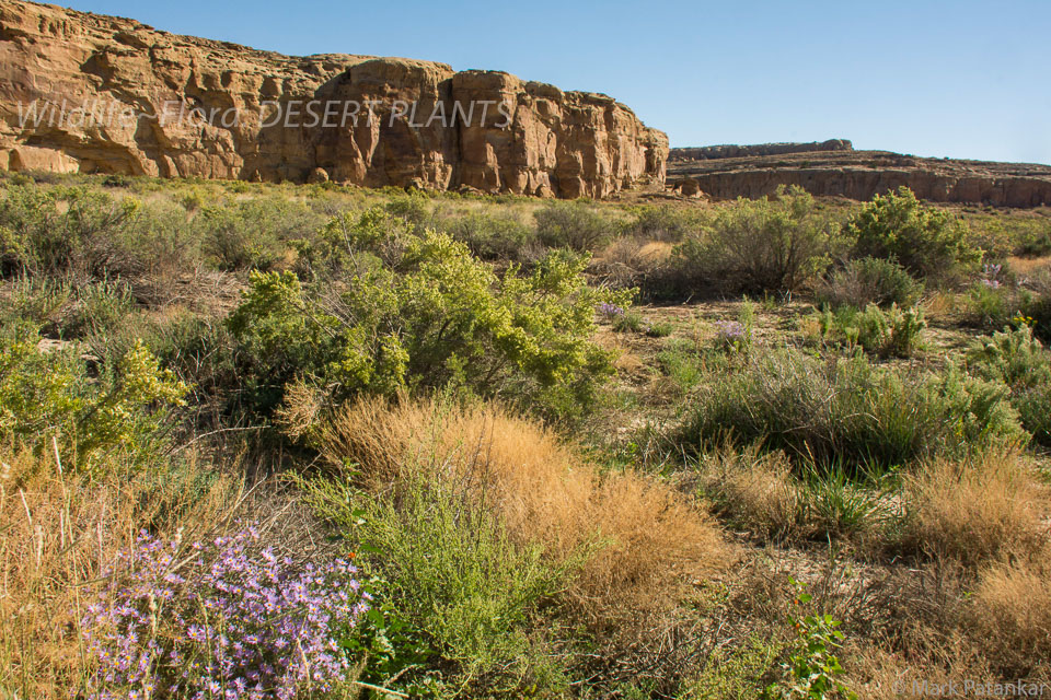 Desert-Plants-191.jpg